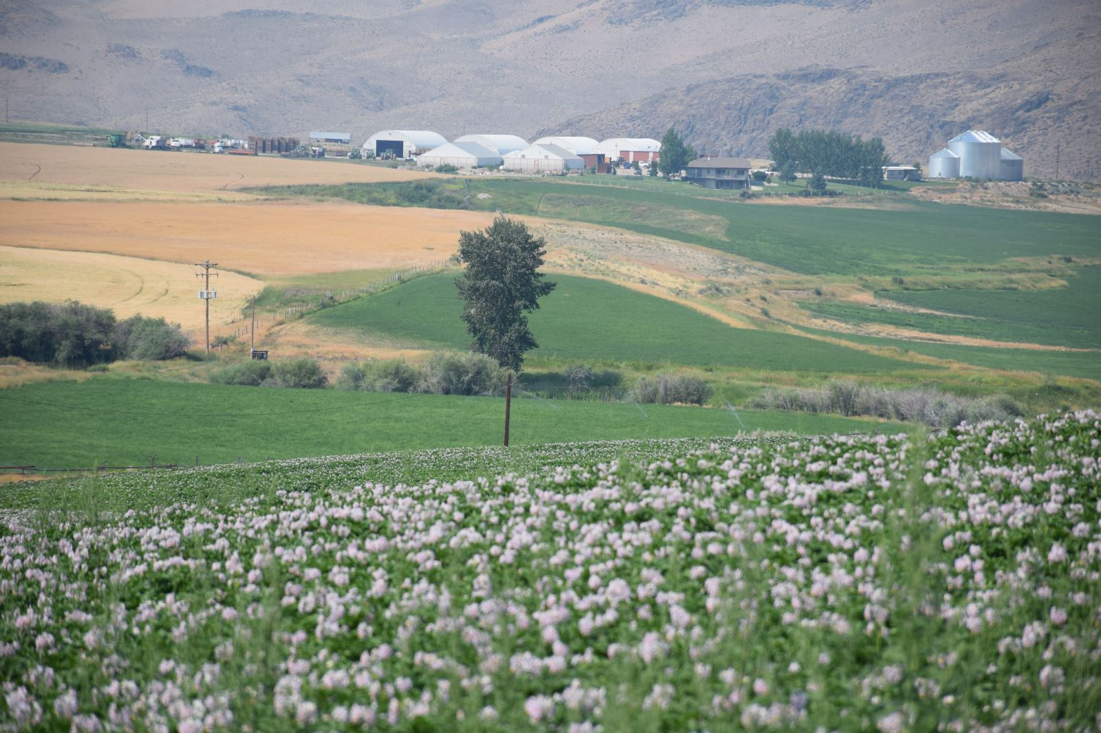 United Potato Growers of Idaho