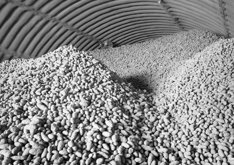 Top 5 Factors to Successful Storage Potato Grower Magazine