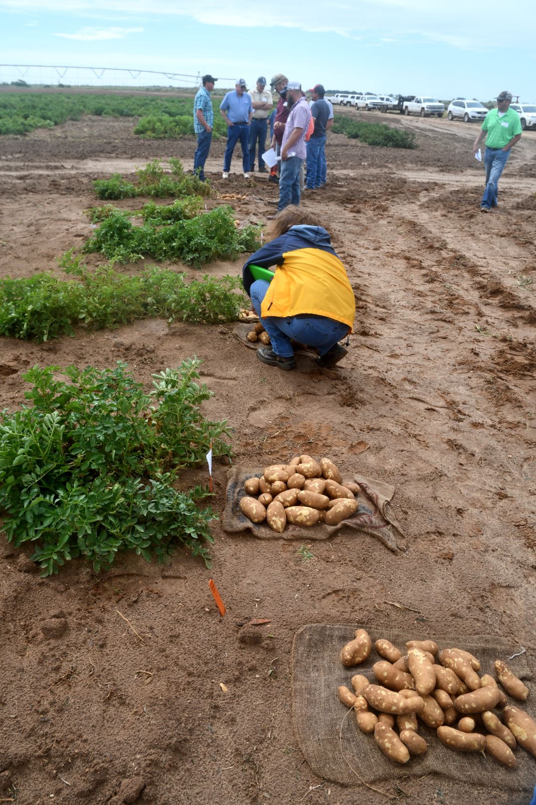 New Varieties to Highlight Texas A&M Potato Field Day Potato Grower
