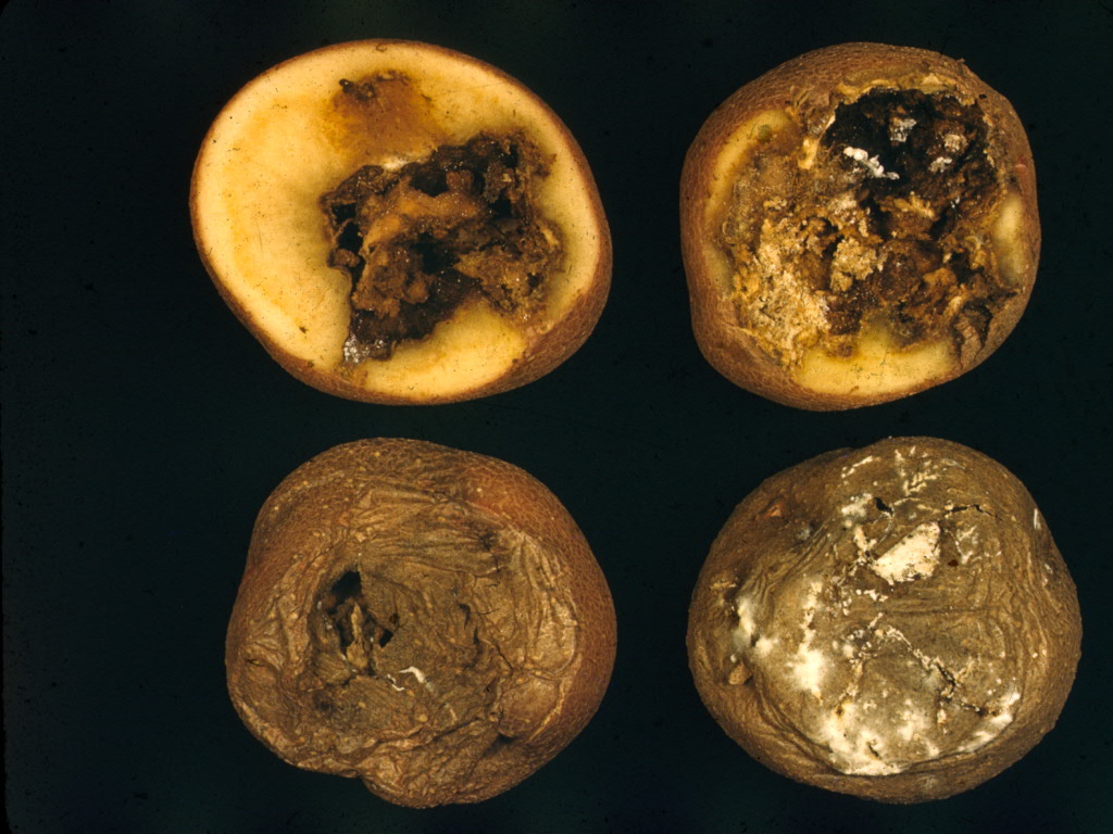 Fungicide For Dry Rot at Wayne Ho blog