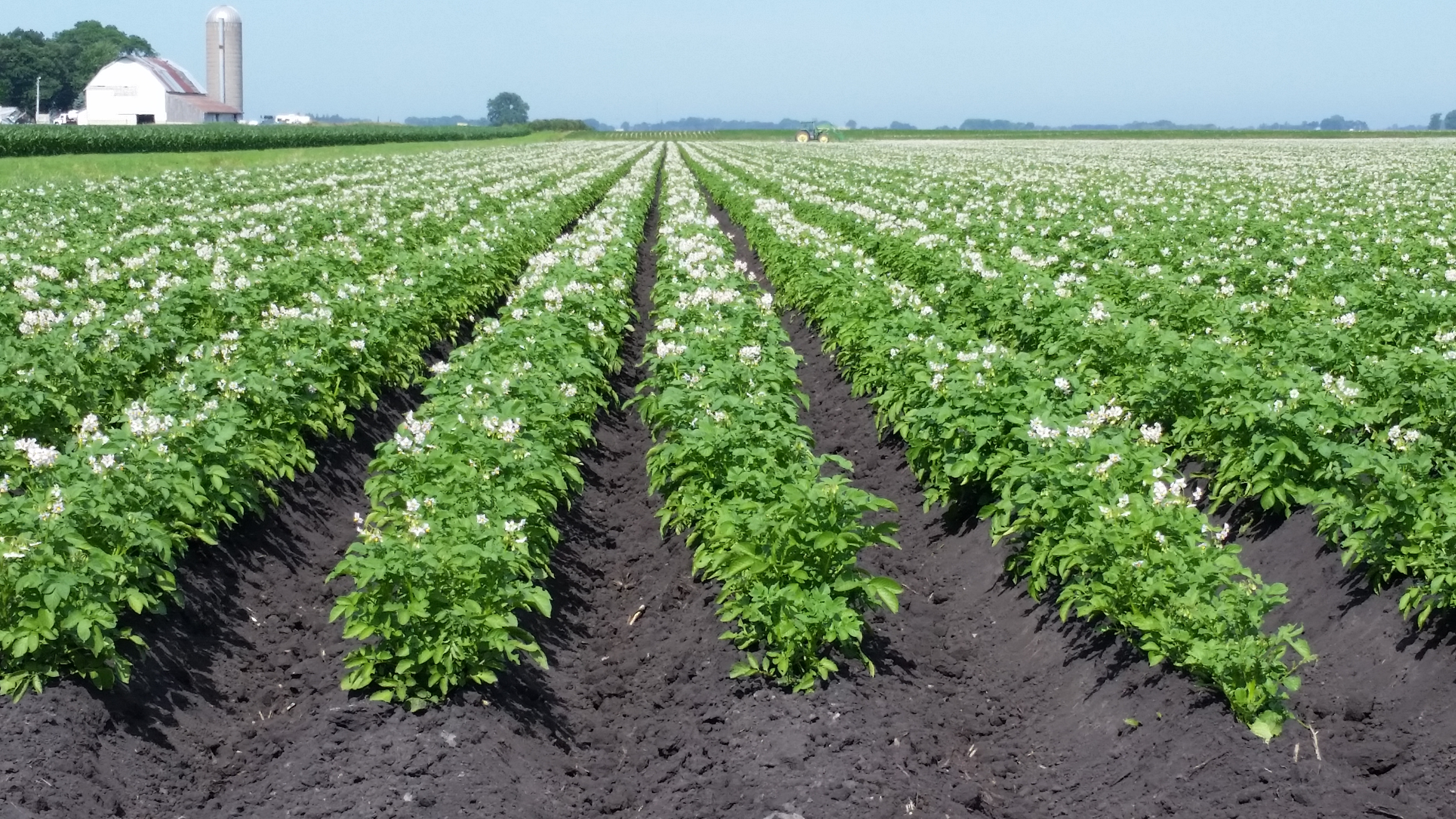 Planting Potatoes In Mn