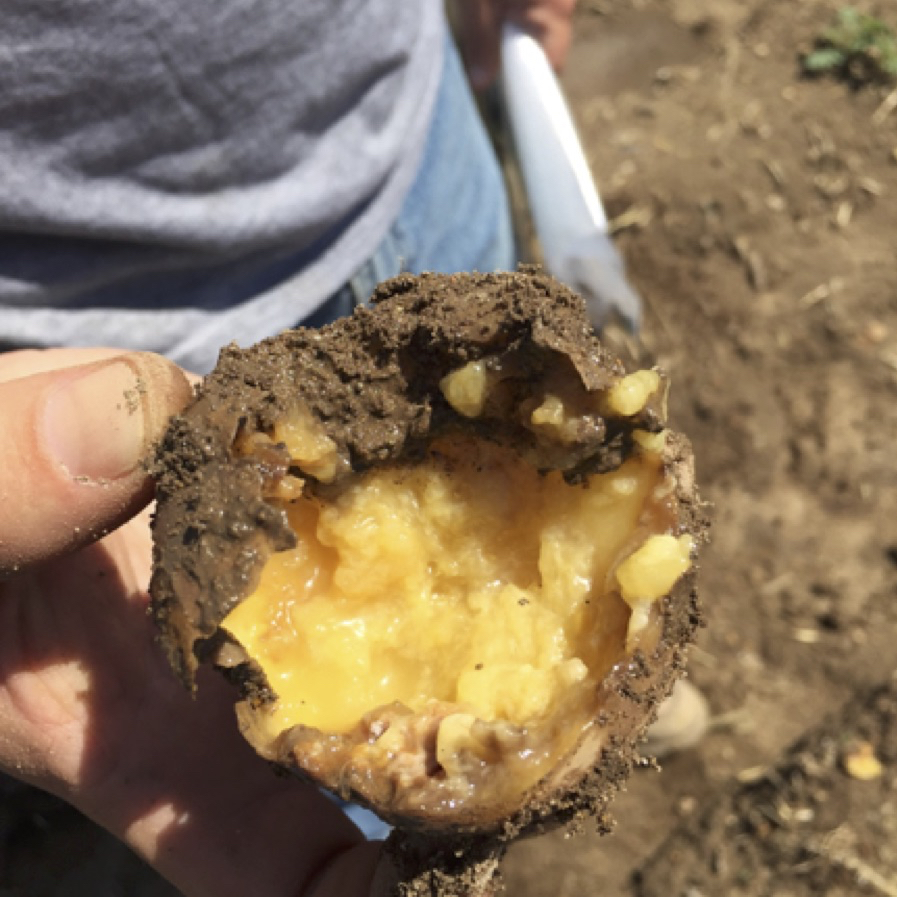 Getting Soft Management and diagnosis soft rot diseases Potato Grower