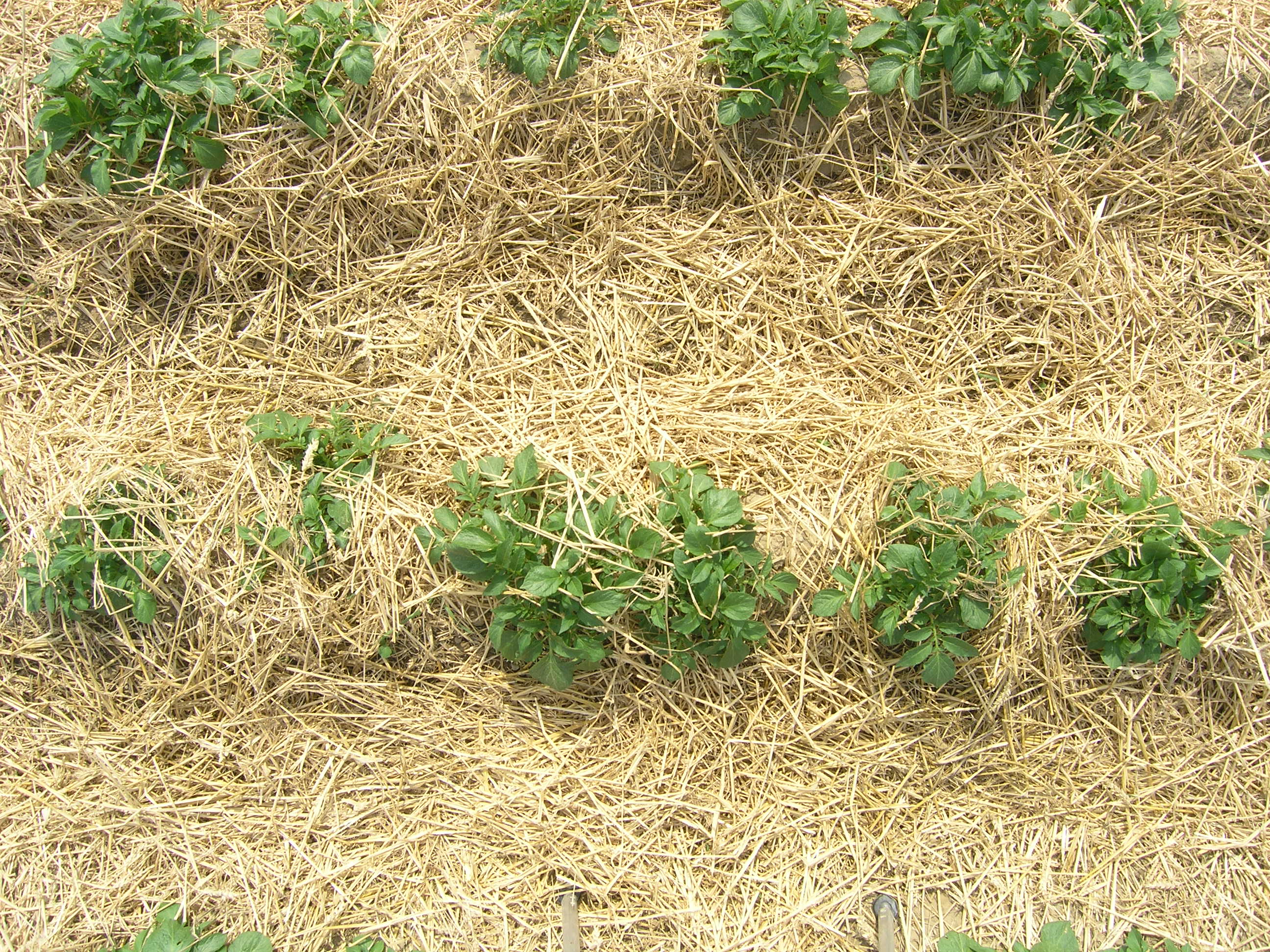 Different Angles New PVY control strategies in seed potatoes Potato