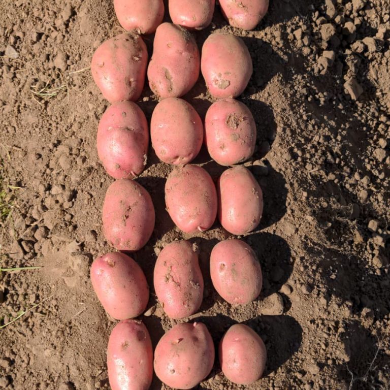 Java Seed Potatoes Organic 🥔 Potato House 🥔 Free UK Delivery