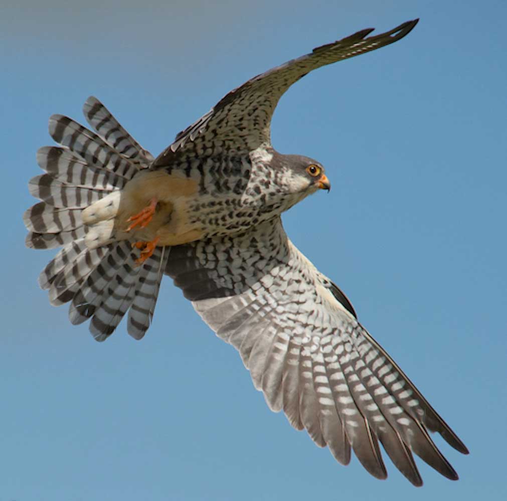 SAVE AMUR FALCON Pothashang News