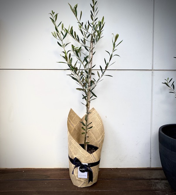 Olive Tree Delivery Northern Ireland at Samuel Nold blog