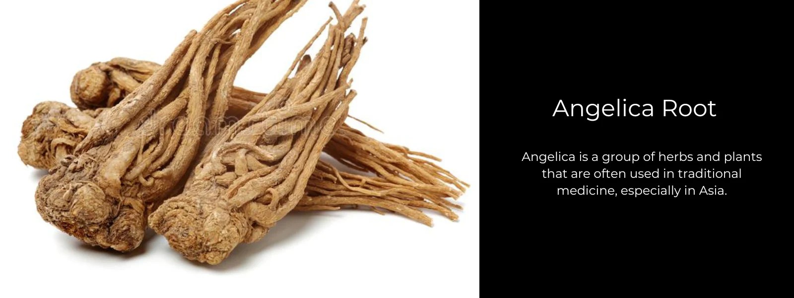 Angelica Root Health Benefits, Uses and Important Facts PotsandPans