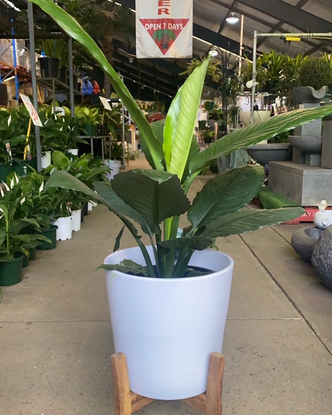 Jayda Pot white w/ stand Parklea Pots and Plants