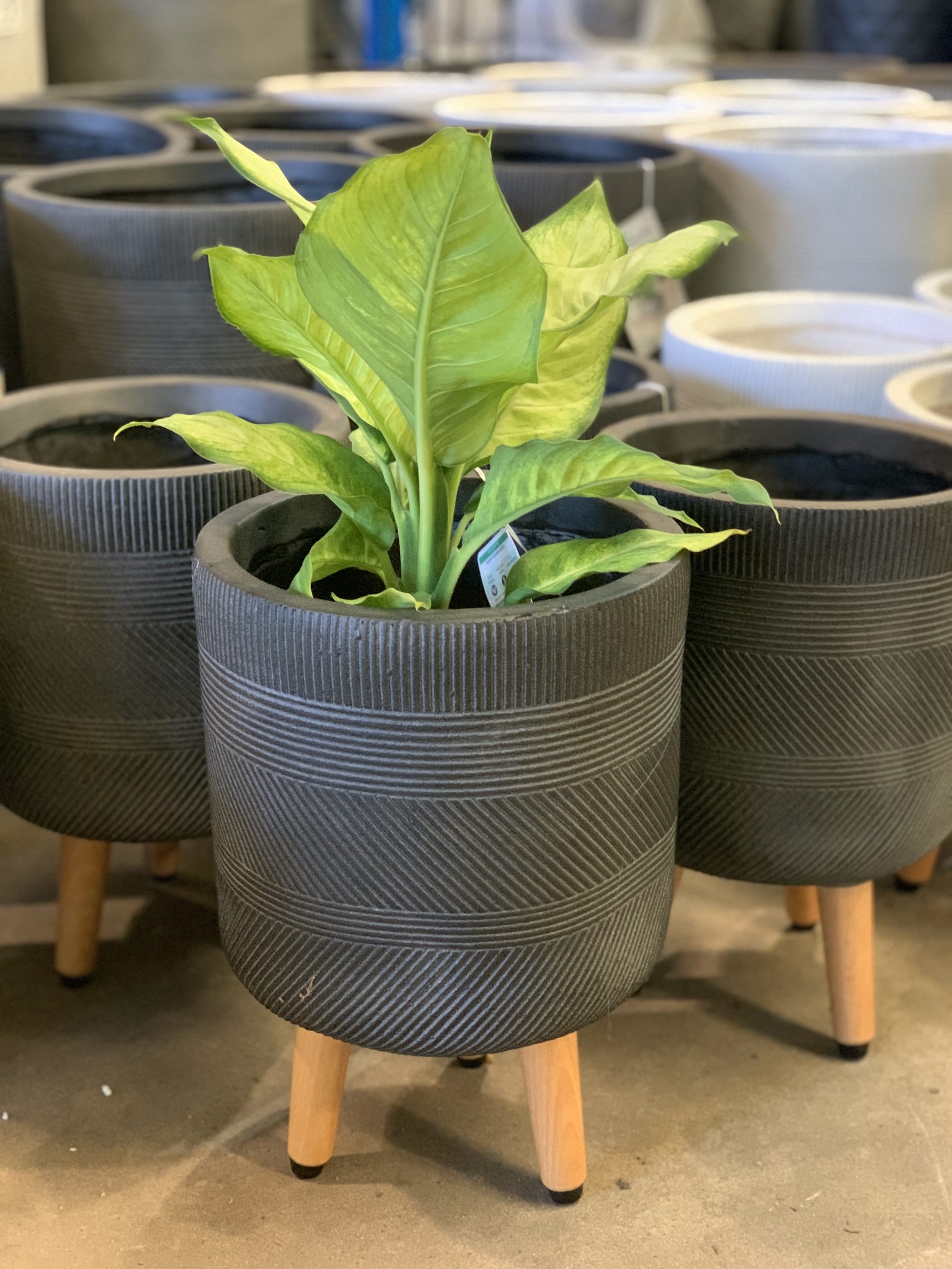 Winston Tripod java Parklea Pots and Plants