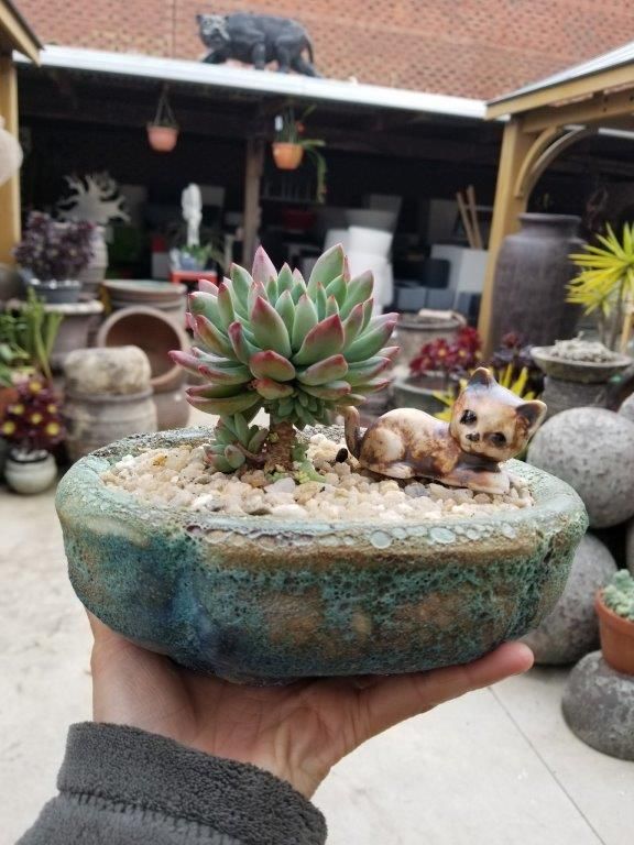 MINI POT BONSAI POT Wholesale Pots & Planters based in Melbourne