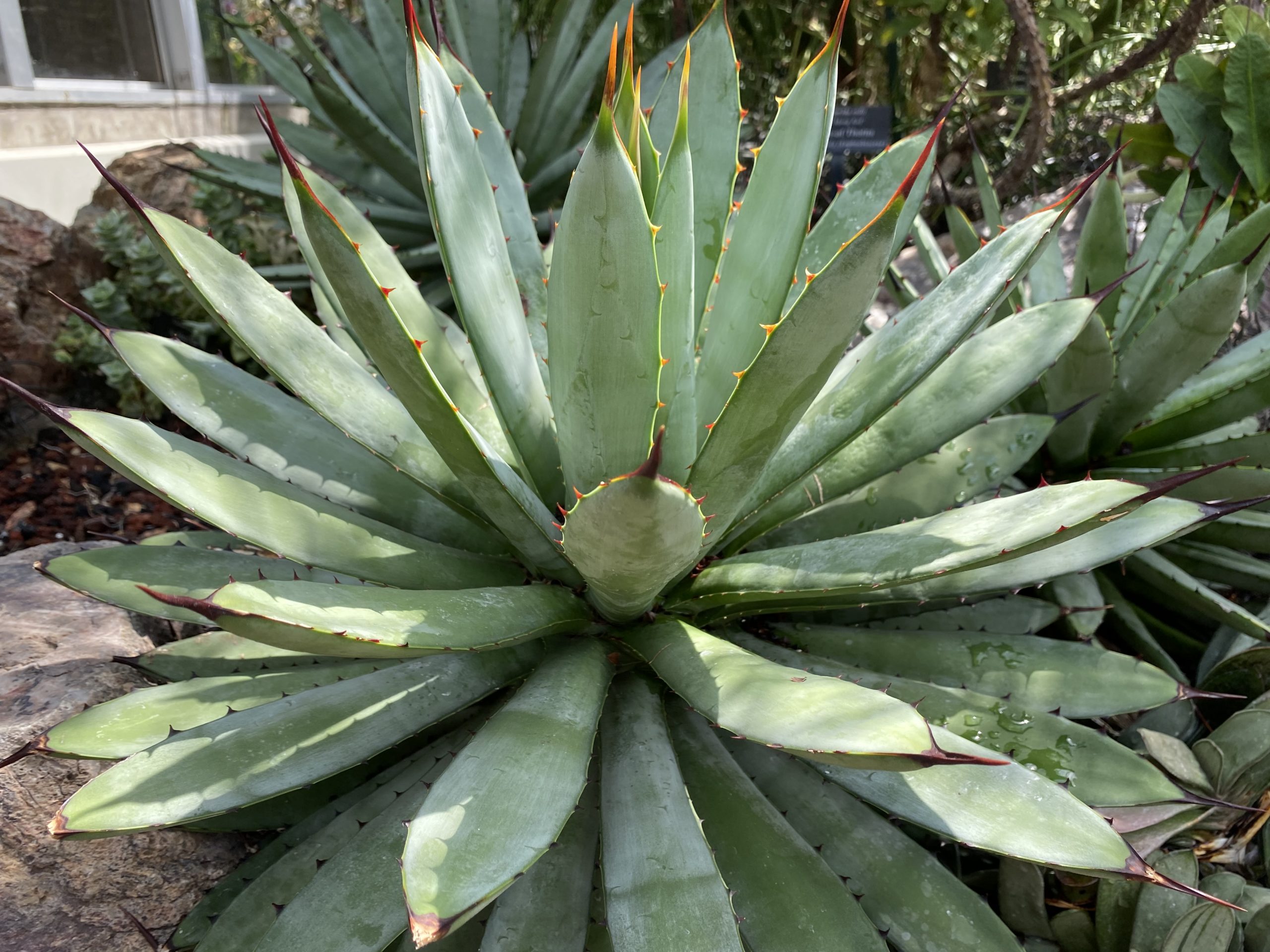 Blackspined Agave Care Guide
