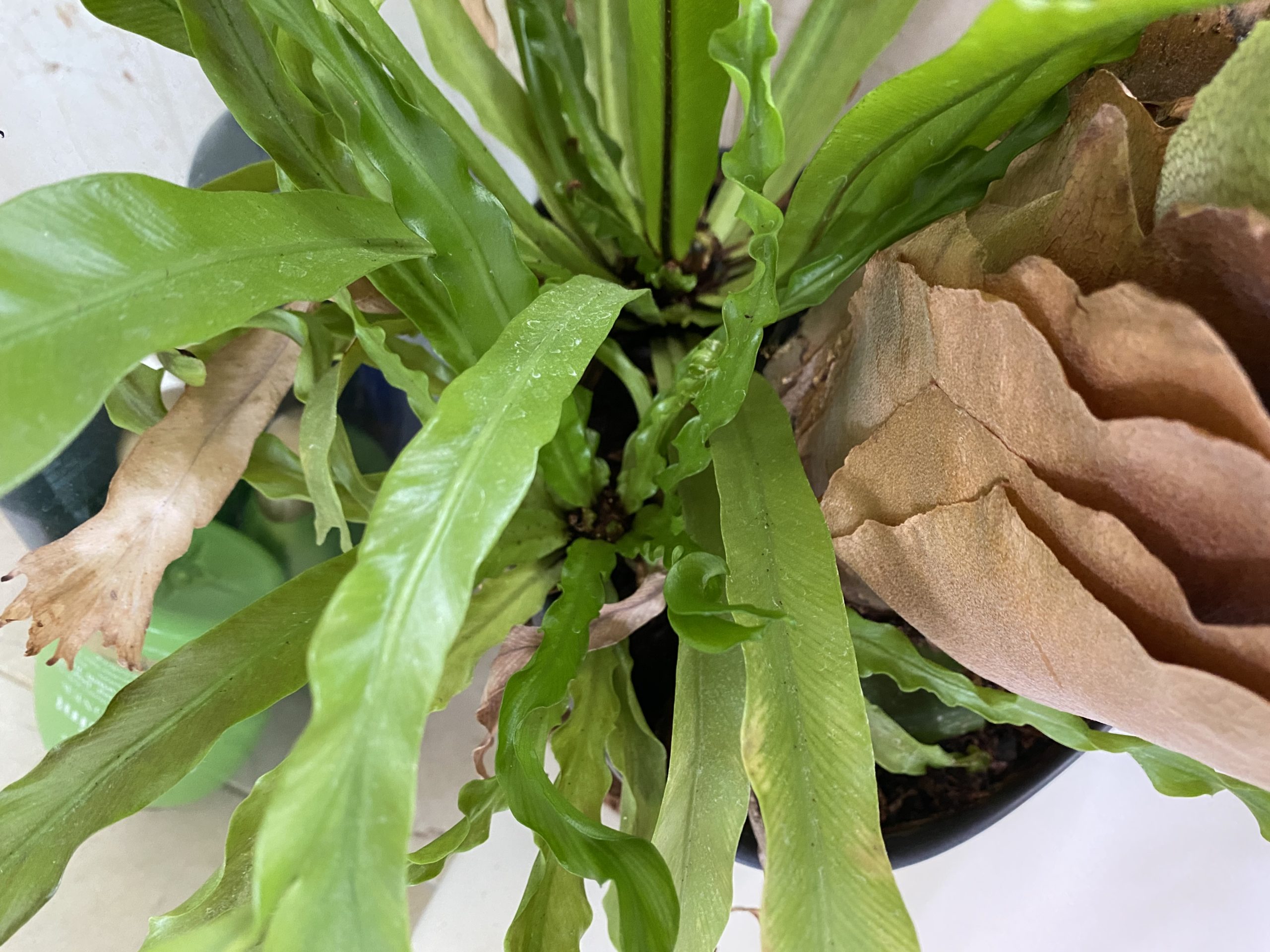 Japanese Bird's Nest Fern Care Your Tropical Plant Guide