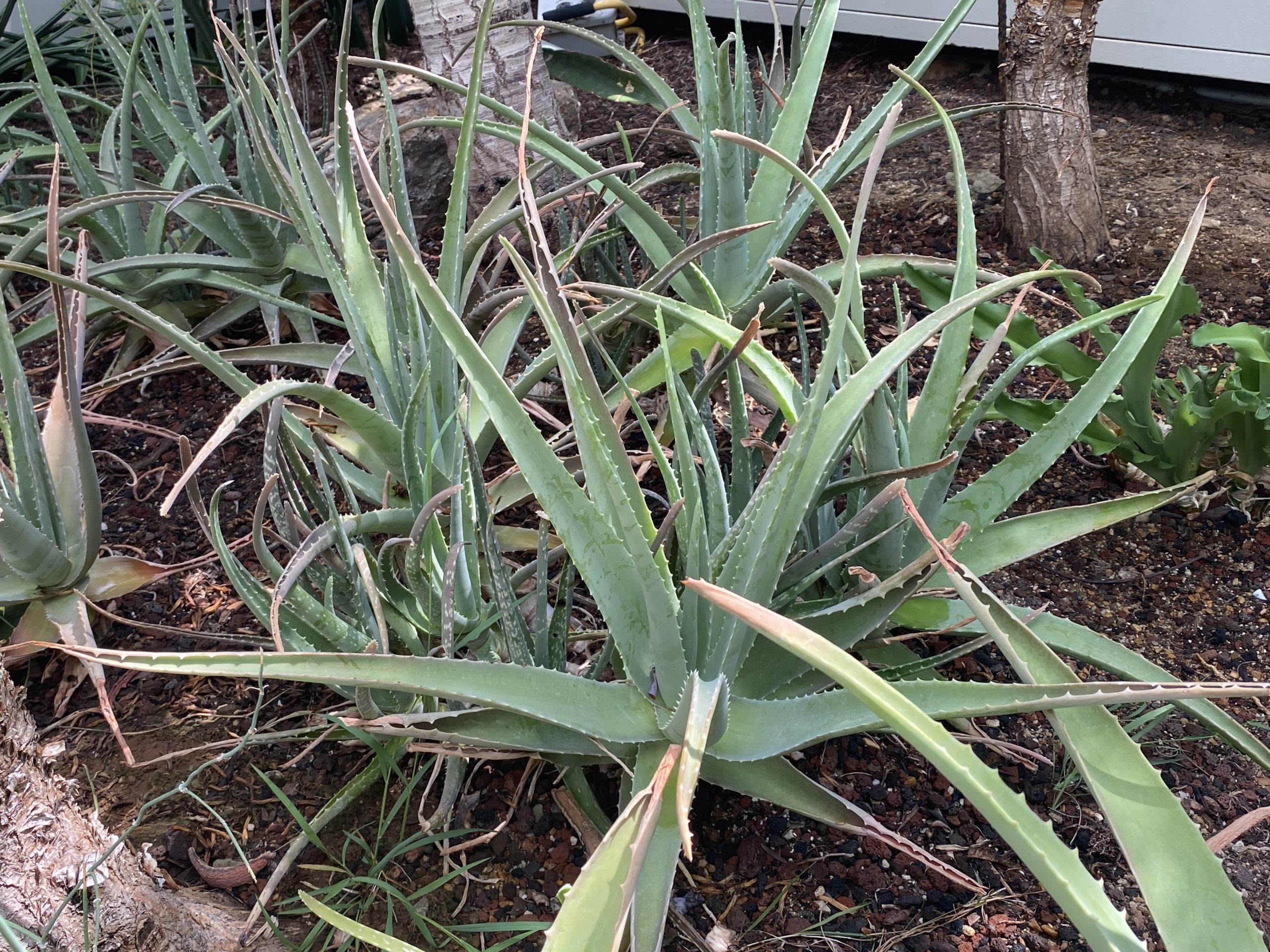 Bitter Aloe Care Guide