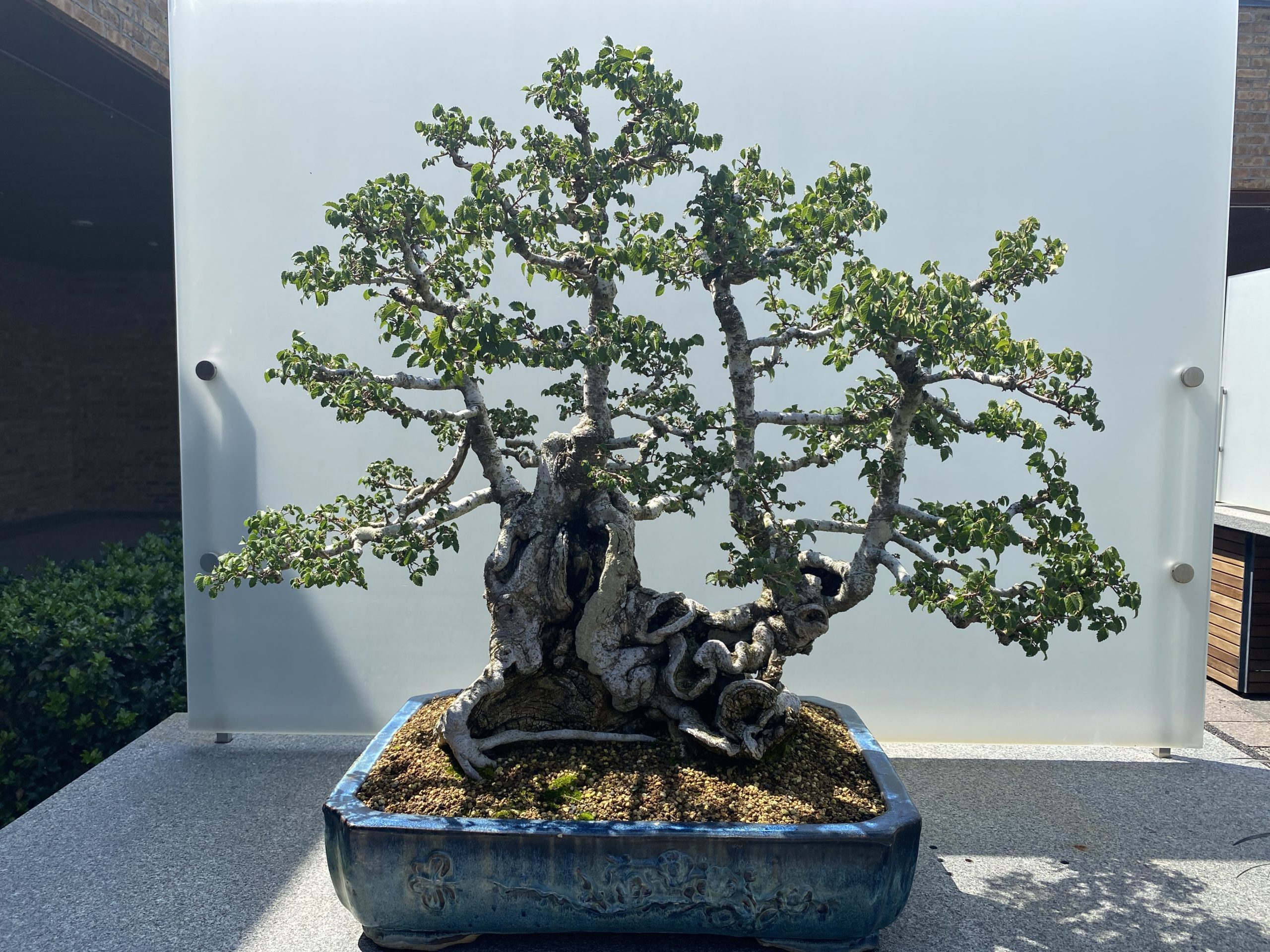 Texas Cedar Elm Care Guide Sharing Bonsai Best Practices