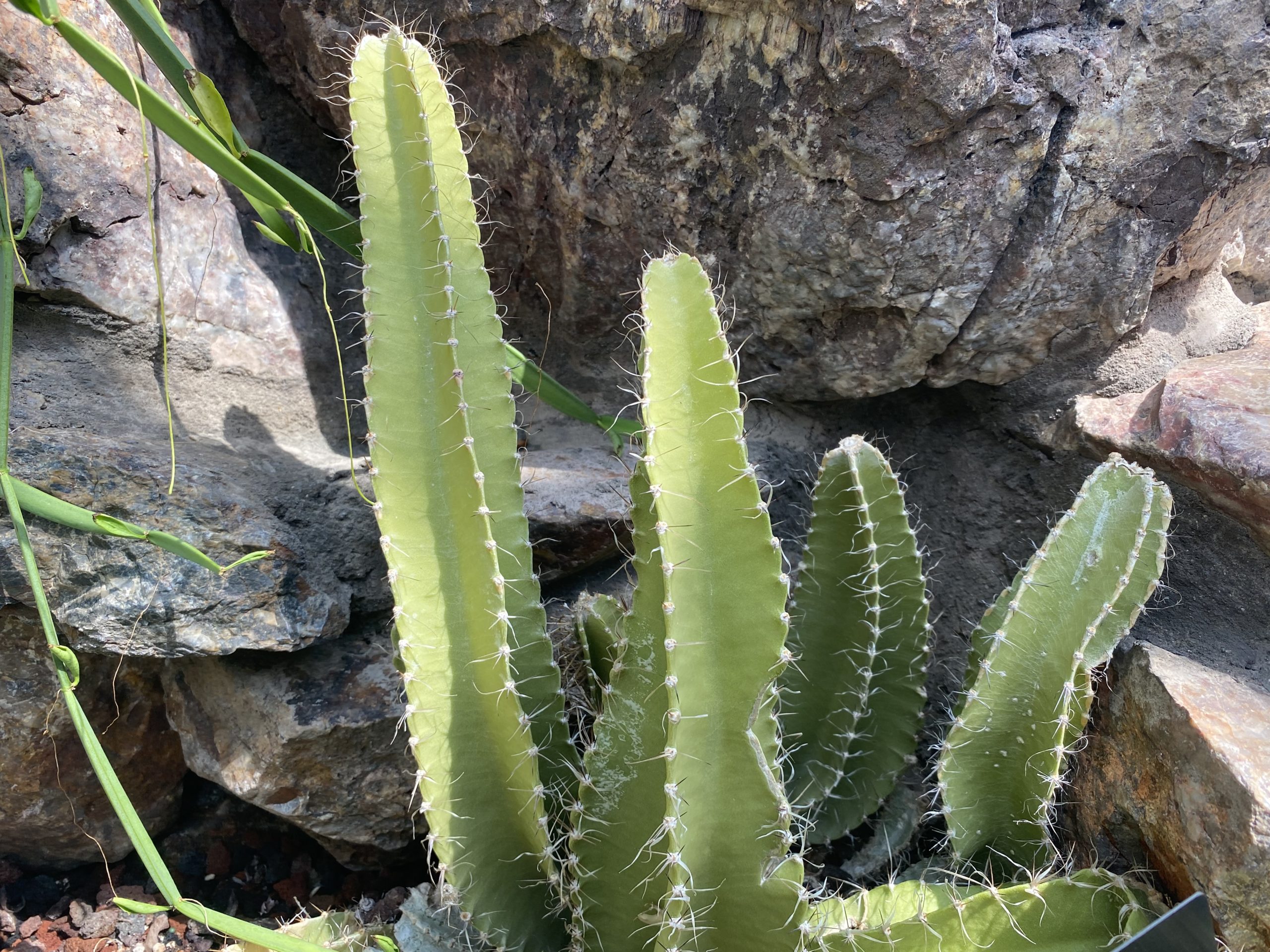 Dog Tail Cactus Care The Complete Guide from Cacti Experts