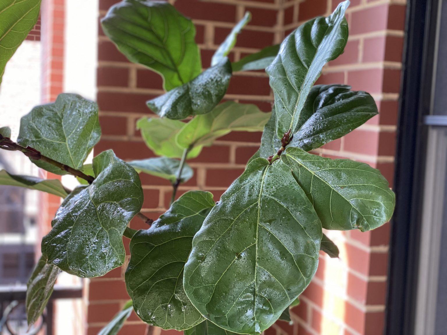 Make Your Fiddle Leaf Fig Grow Branches A Tree Transformation