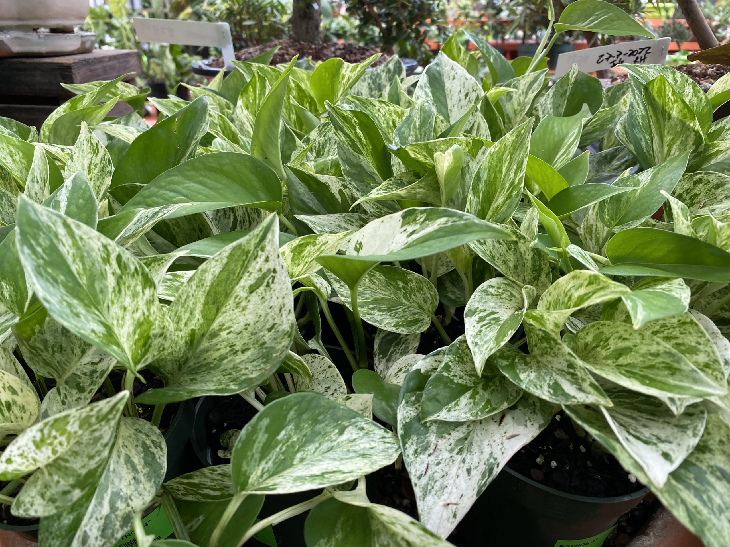 Best Soil for Pothos Encourage Growth with a Nutritious Soil Mix