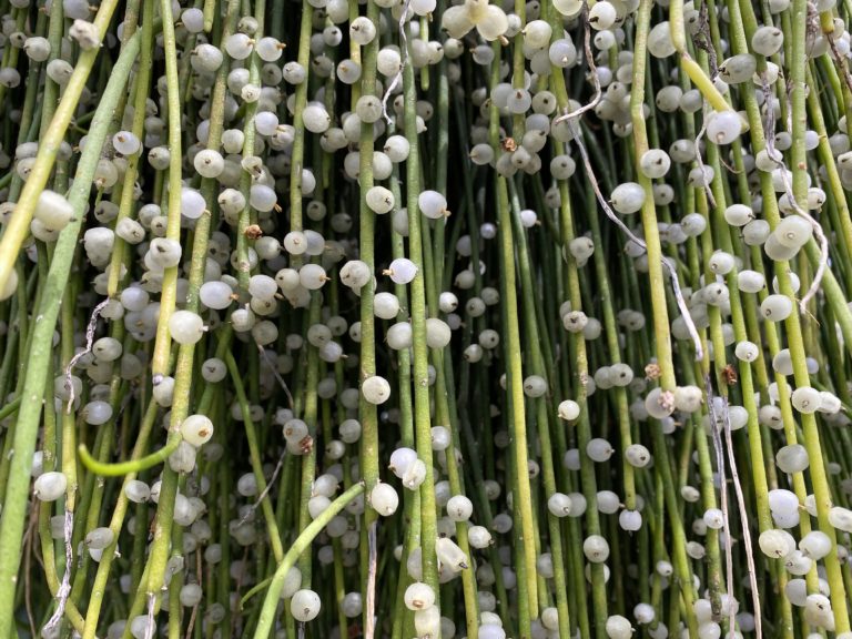 String of Pearls Care Guide Cultivate a Vining Beauty