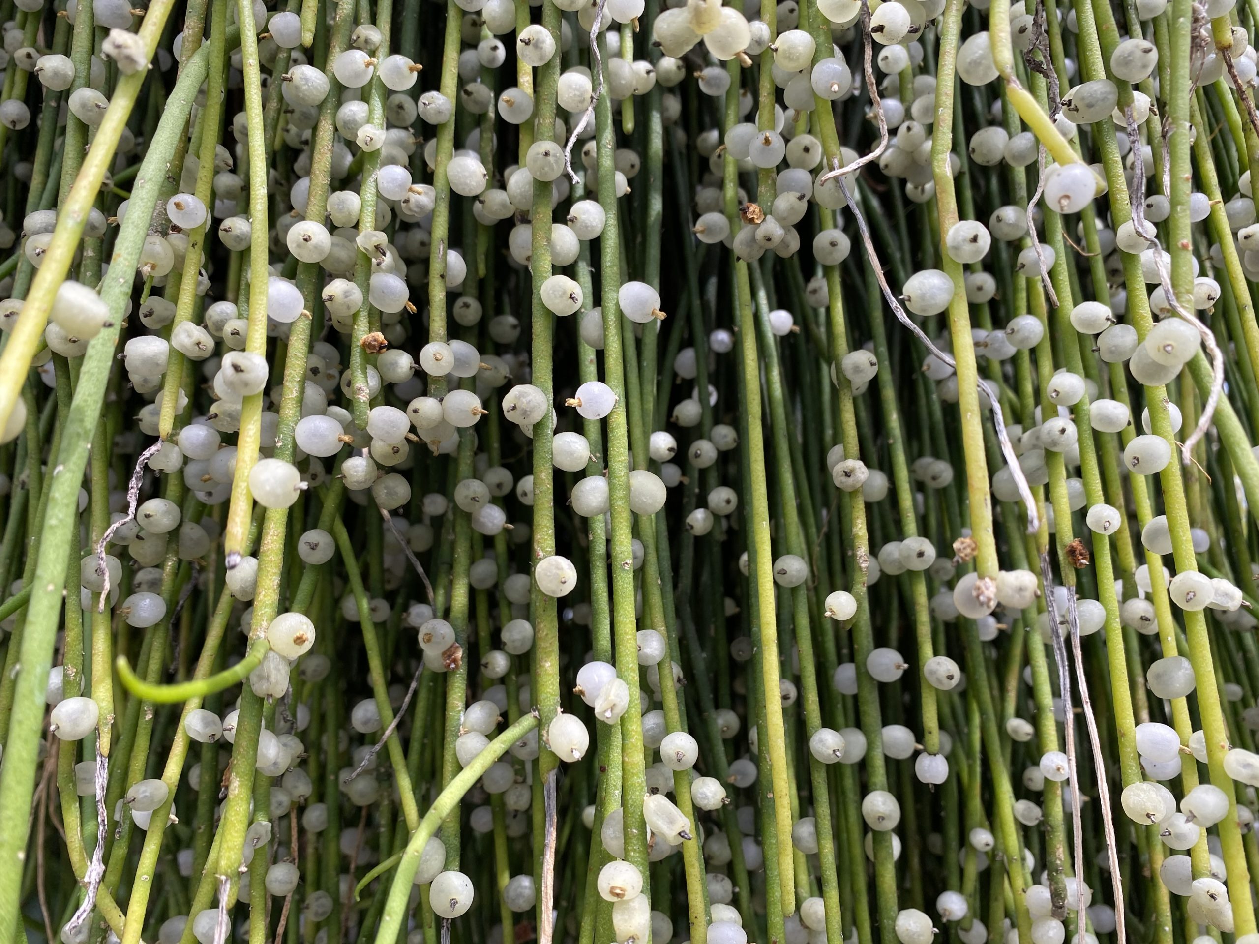 String of Pearls Care Guide Cultivate a Vining Beauty