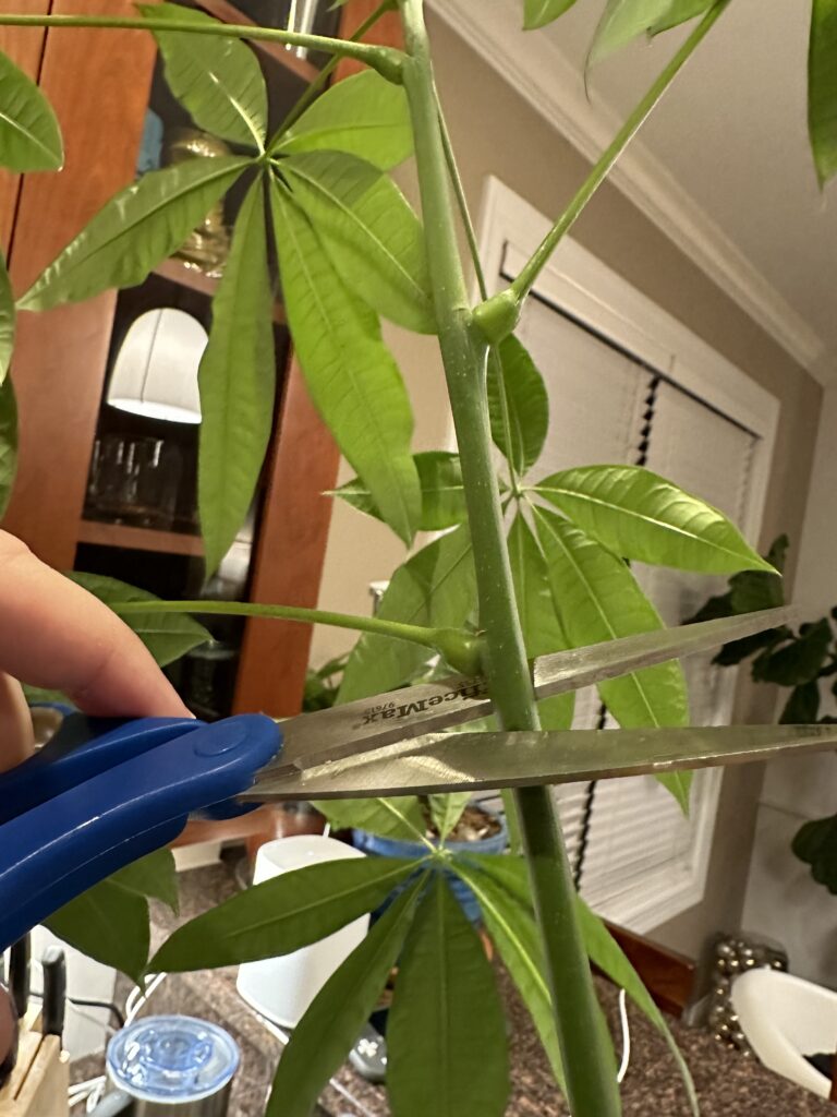 Money Tree Propagation