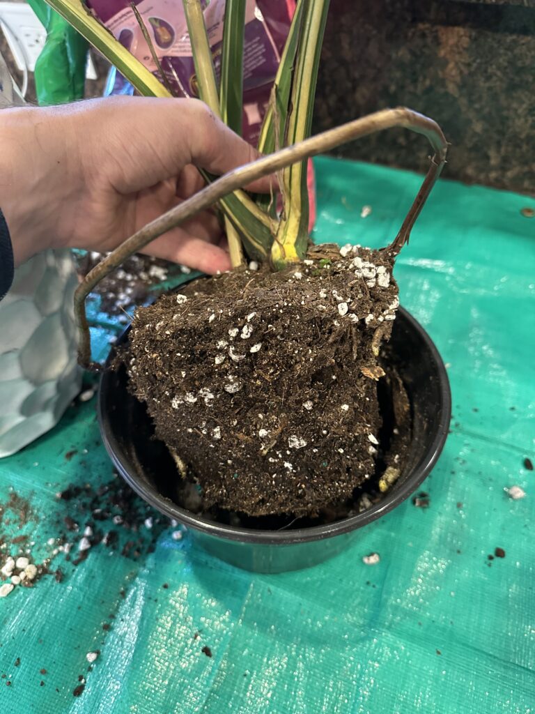Removing Monstera Aerial Roots Advanced Plant Care Techniques