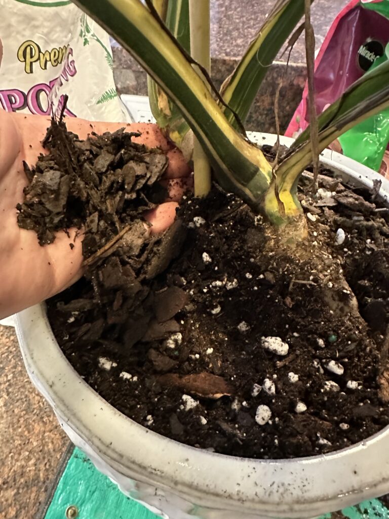 Best Monstera Soil Mix Recipe Get Our EasytoMix Organic Blend