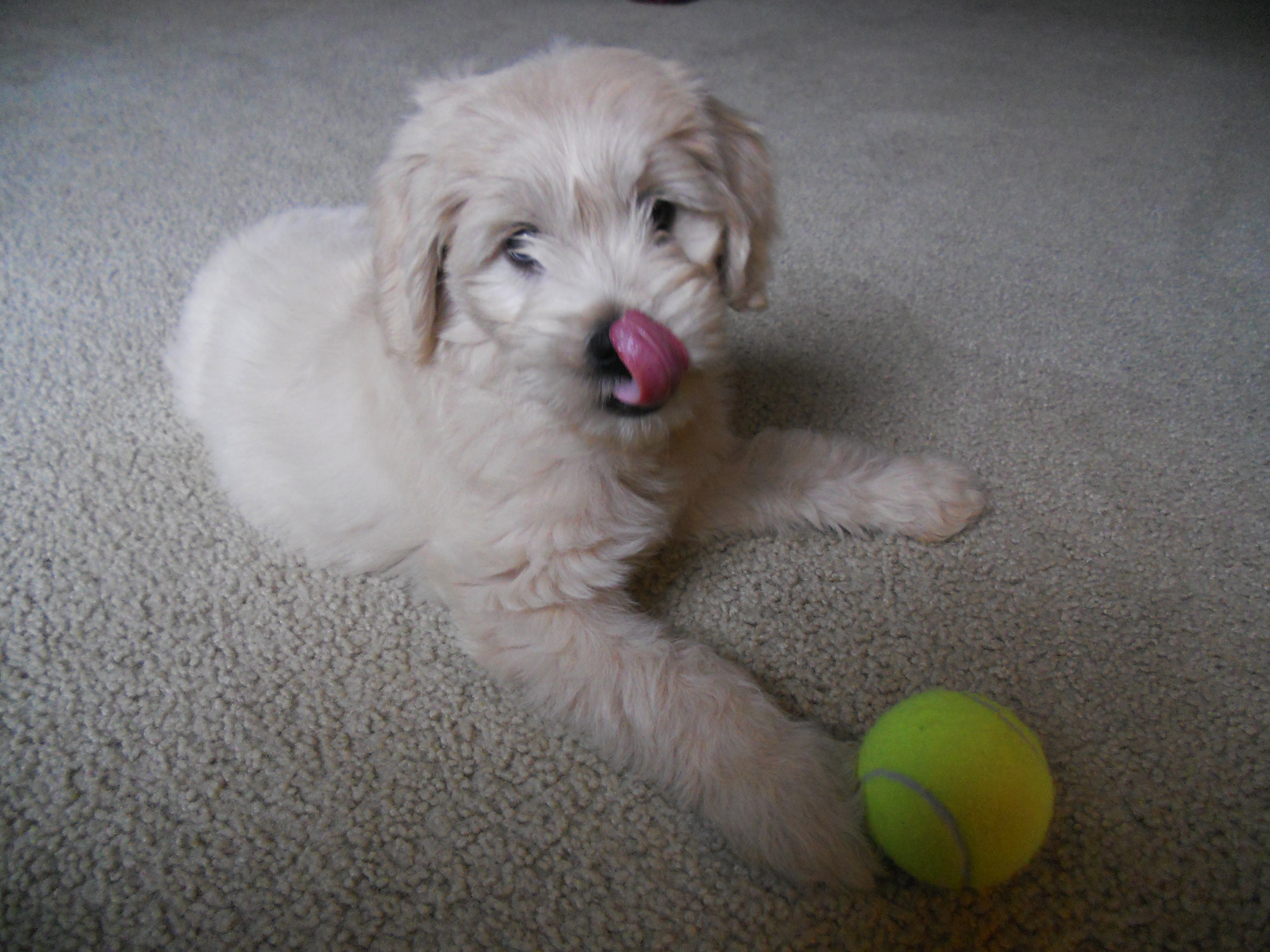 Miniature Goldendoodles for sale in Wisconsin