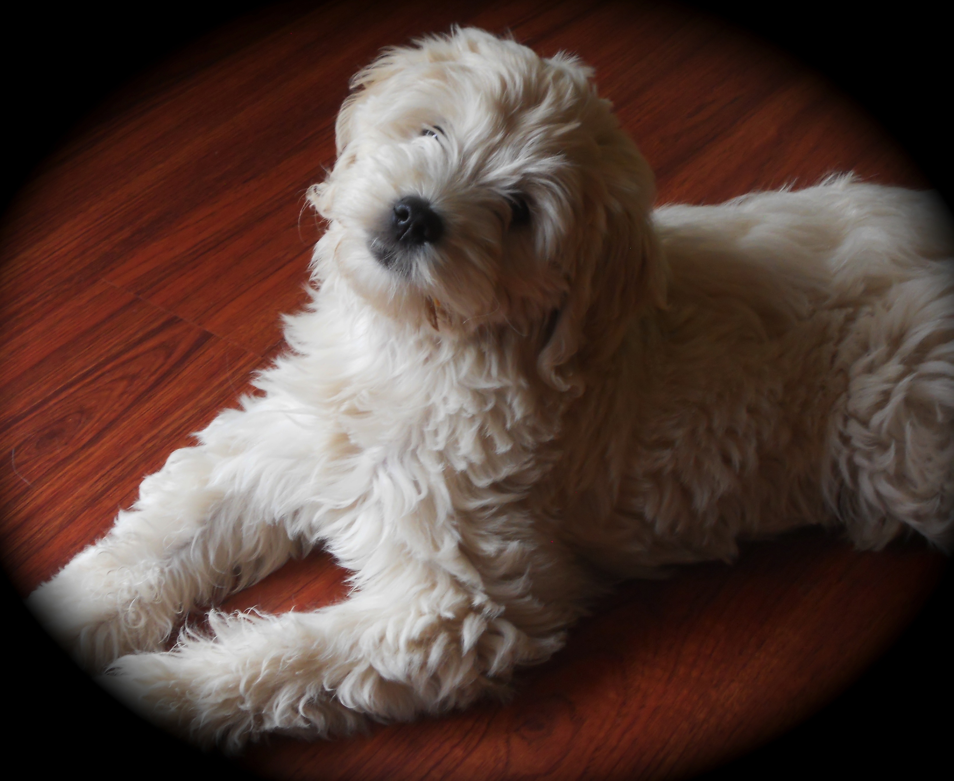 Wisconsin Miniature Goldendoodle Breeder