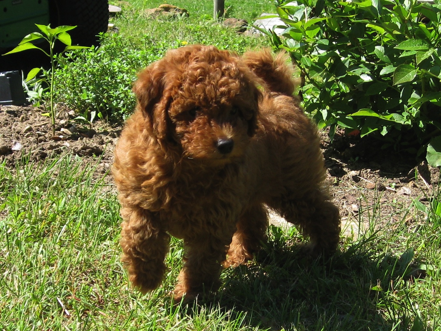 Miniature Goldendoodles for sale in Wisconsin