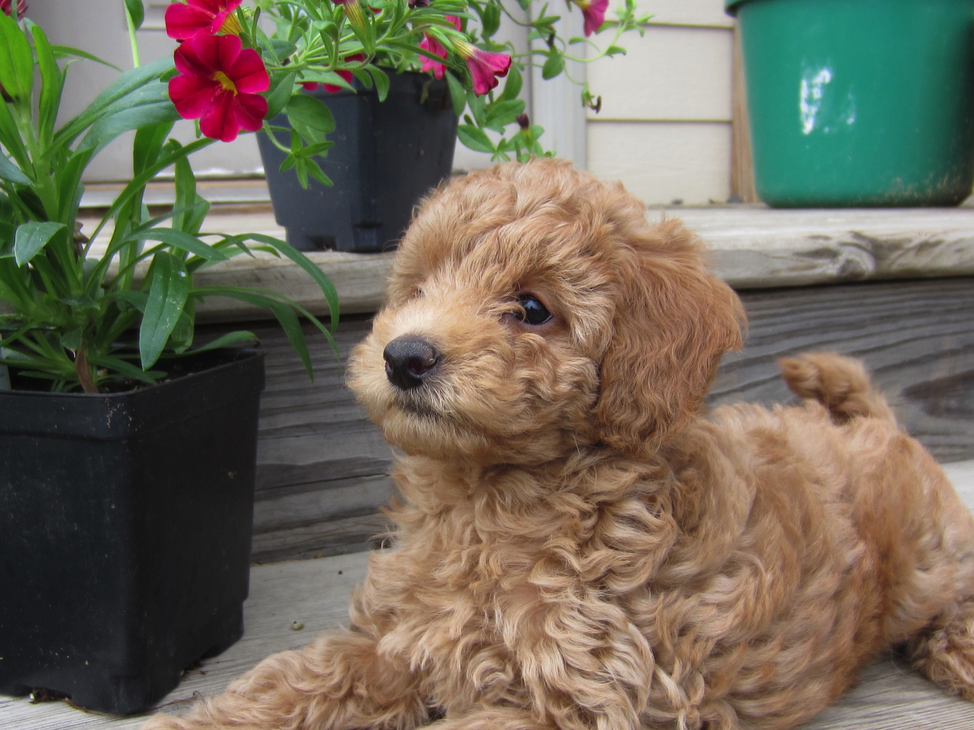 Miniature Goldendoodles for sale in Wisconsin