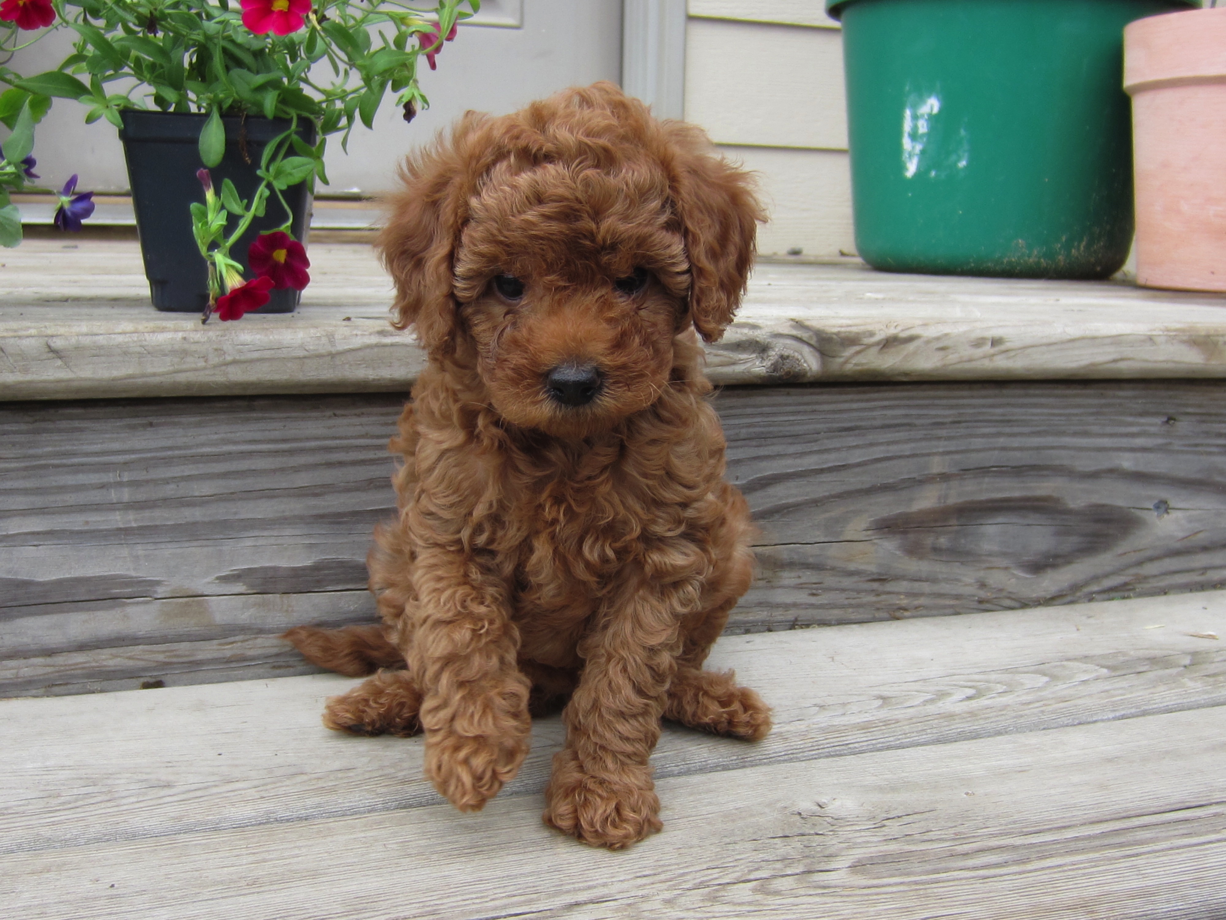 Miniature Goldendoodles for sale in Wisconsin