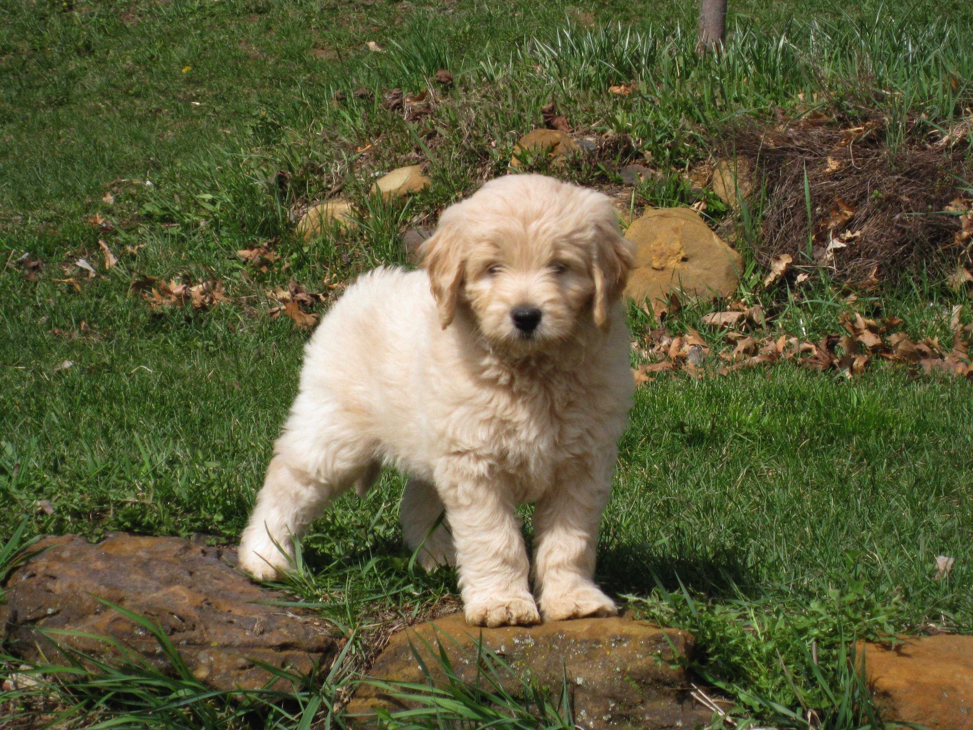 Miniature Goldendoodles for sale in Wisconsin