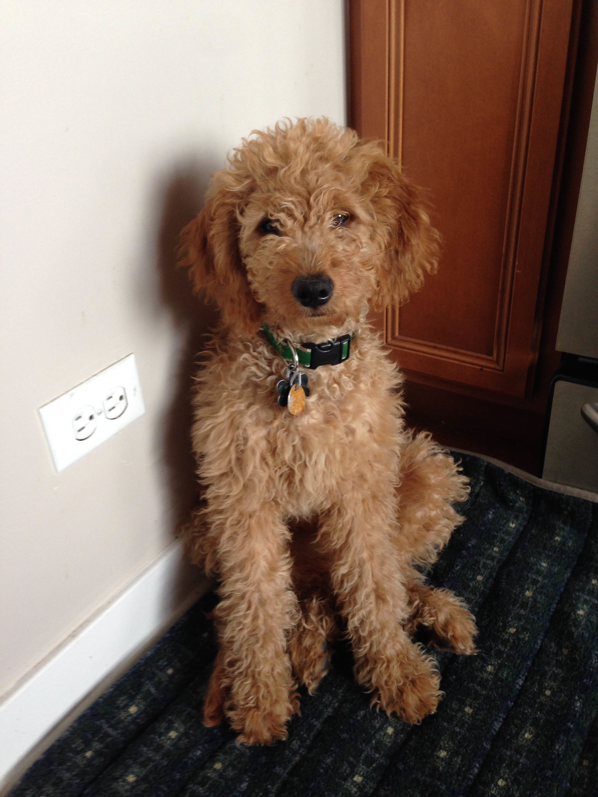 Miniature Goldendoodles for sale in Wisconsin