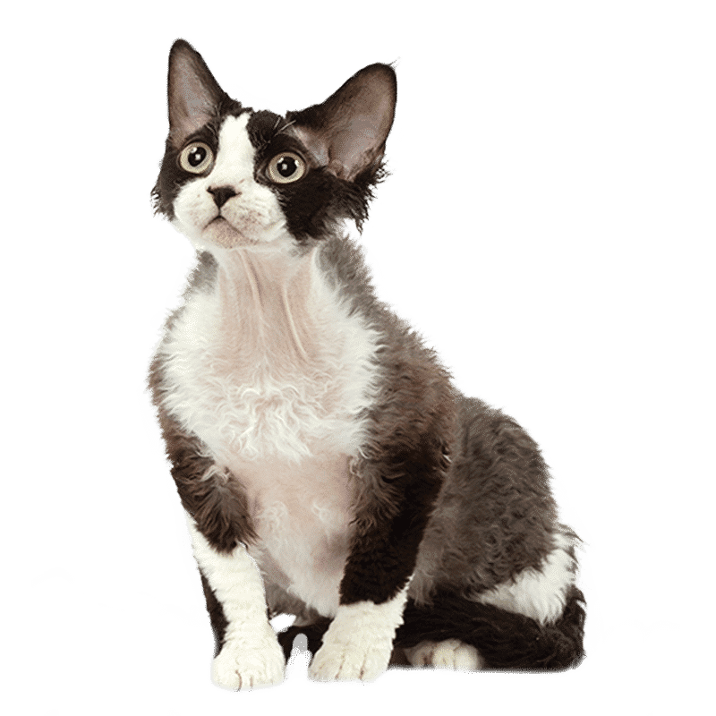 Toutes les soins liés à la race Devon Rex