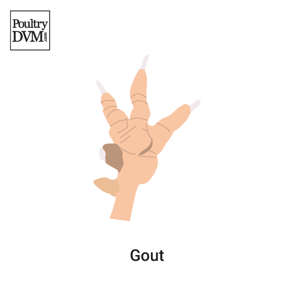 Gout in Chickens
