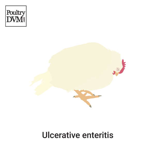 Ulcerative enteritis in Chickens