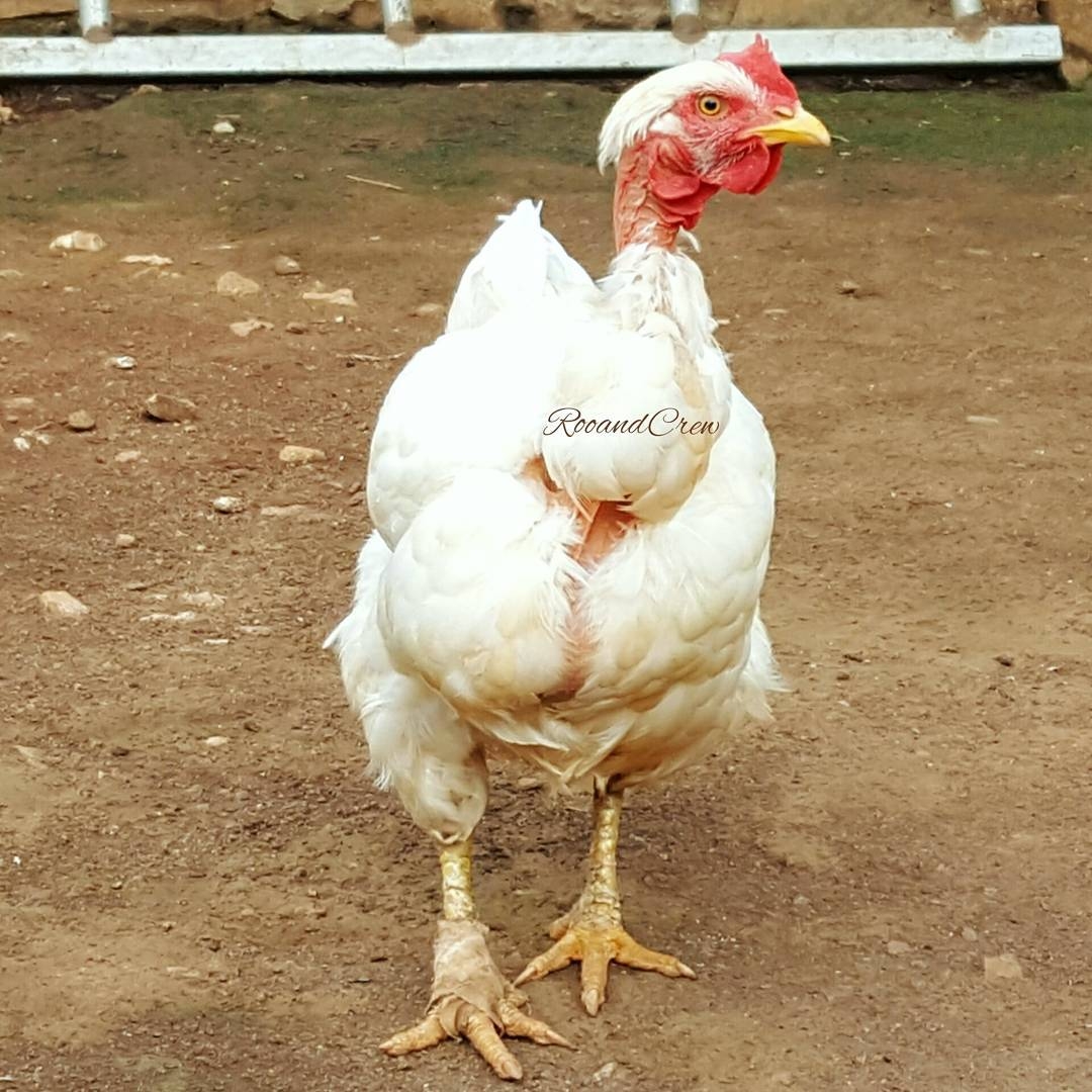 Case Story: Marvel the Turken