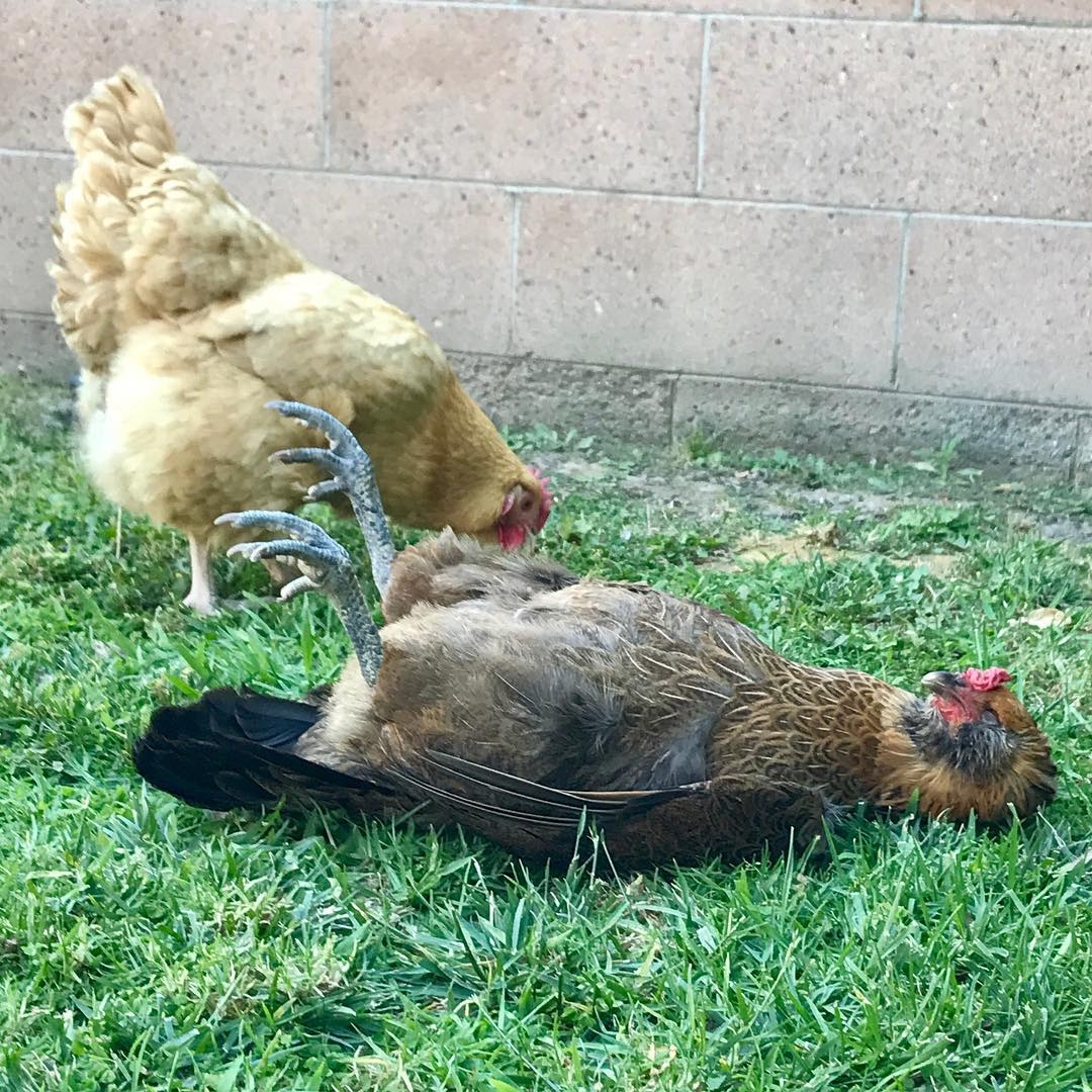 Mrs. Buffington’s Fly Strike