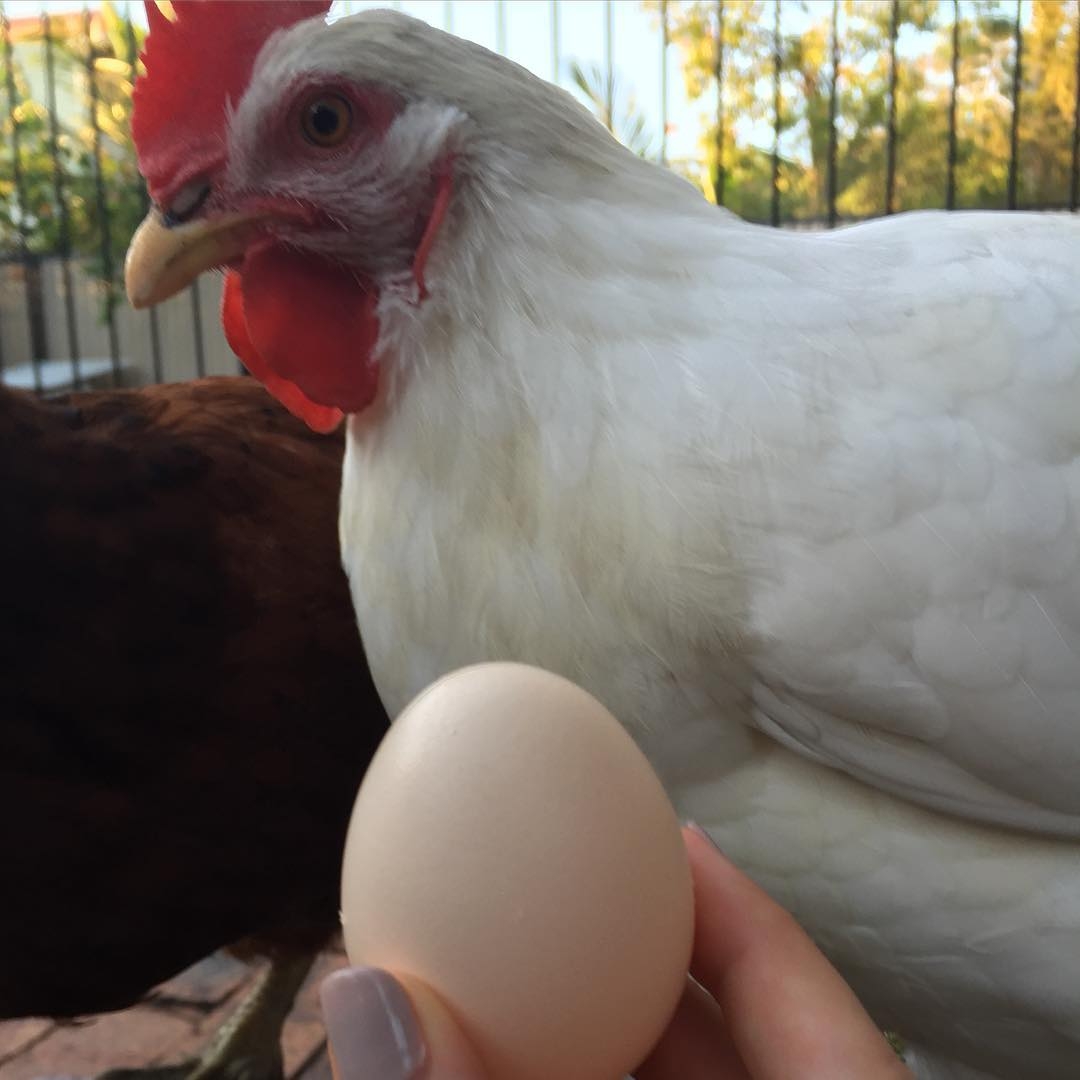 Phyllis’s Case of Salpingitis