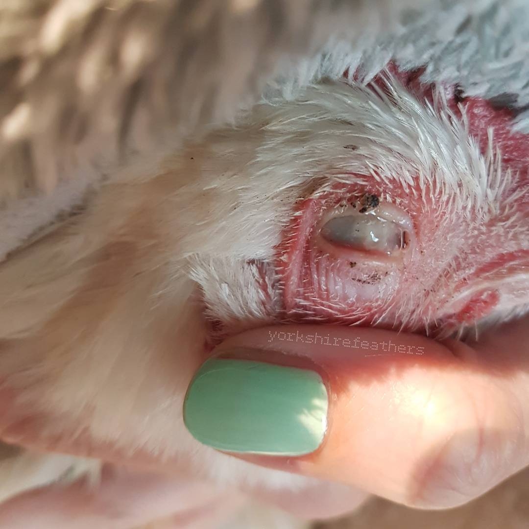 Felicity’s Eye Infection