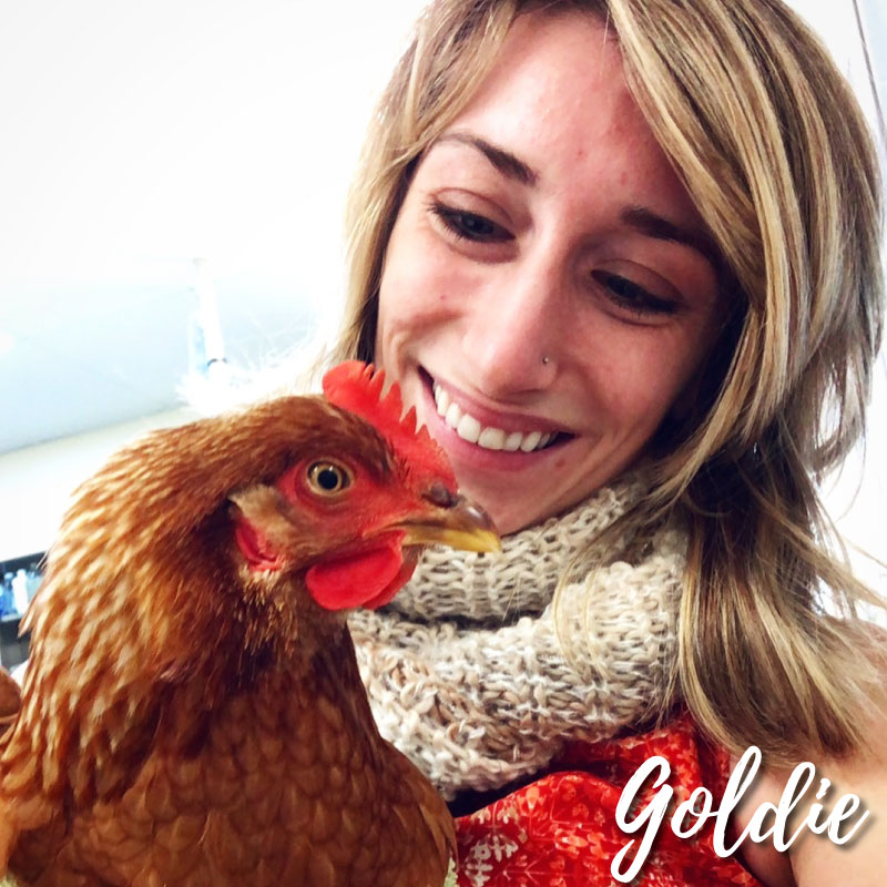 Goldie the Hen’s Predator Attack