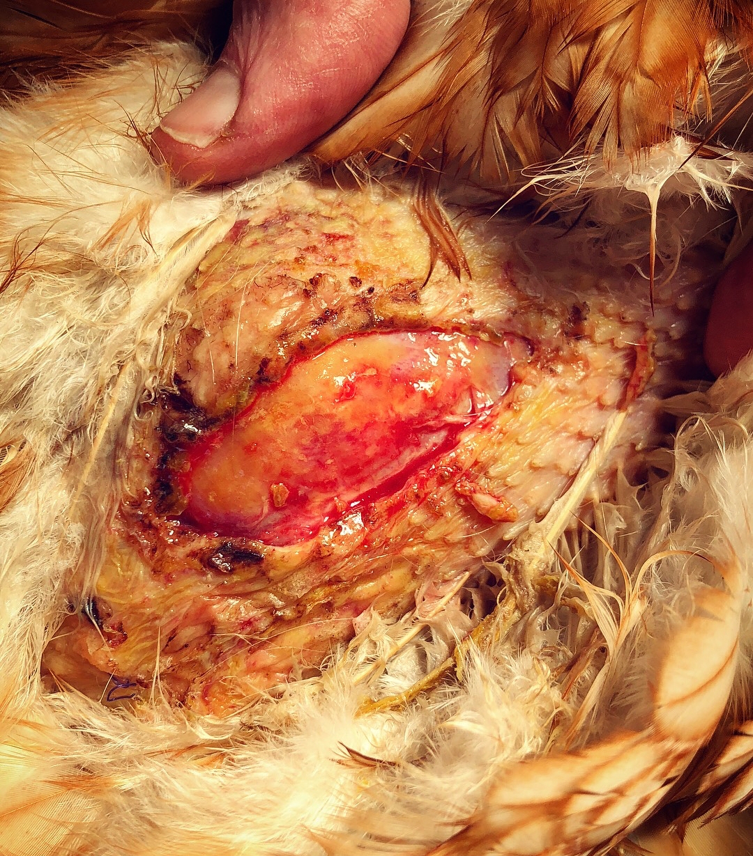 Goldie the Hen’s Predator Attack