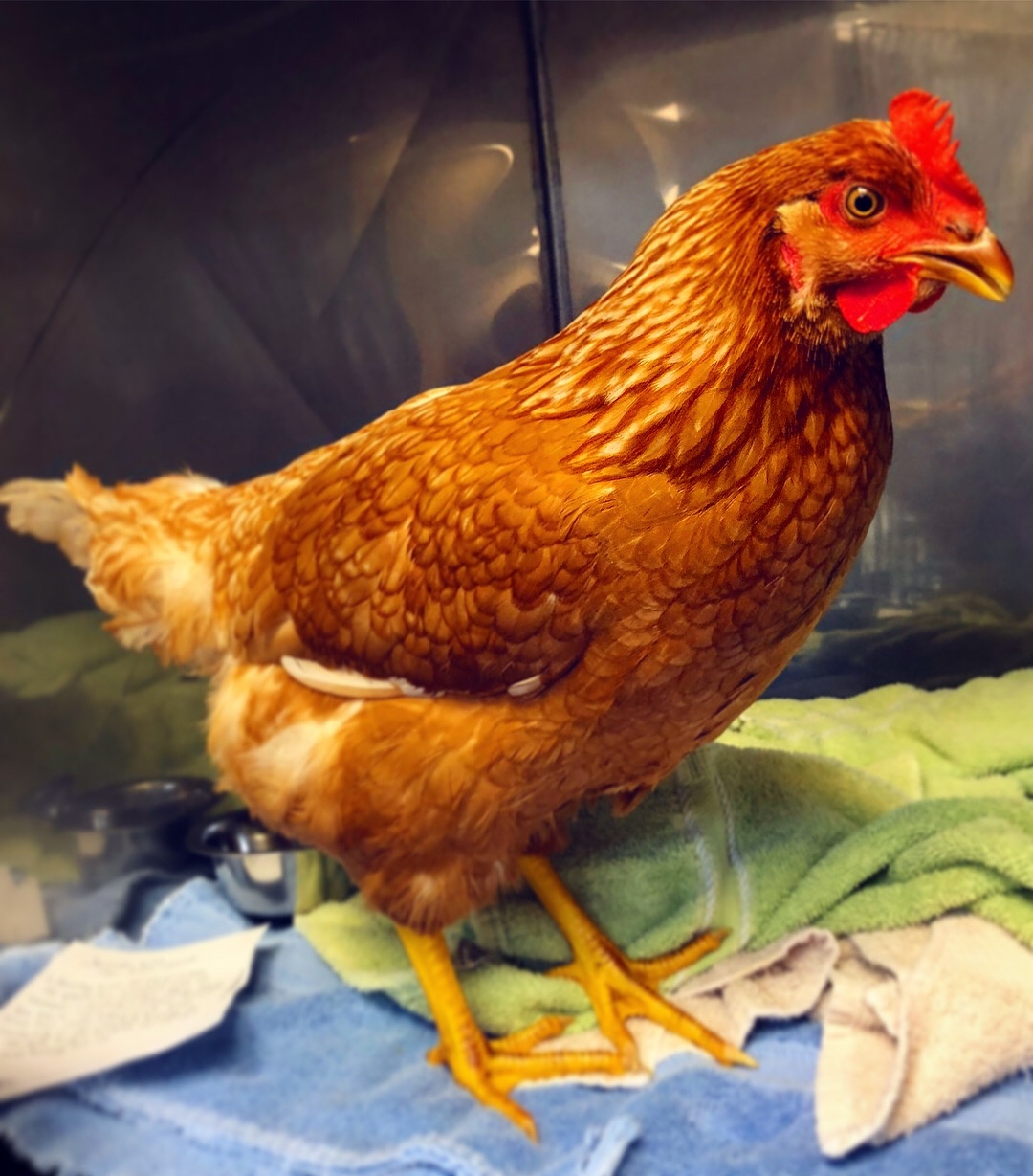 Goldie the Hen’s Predator Attack