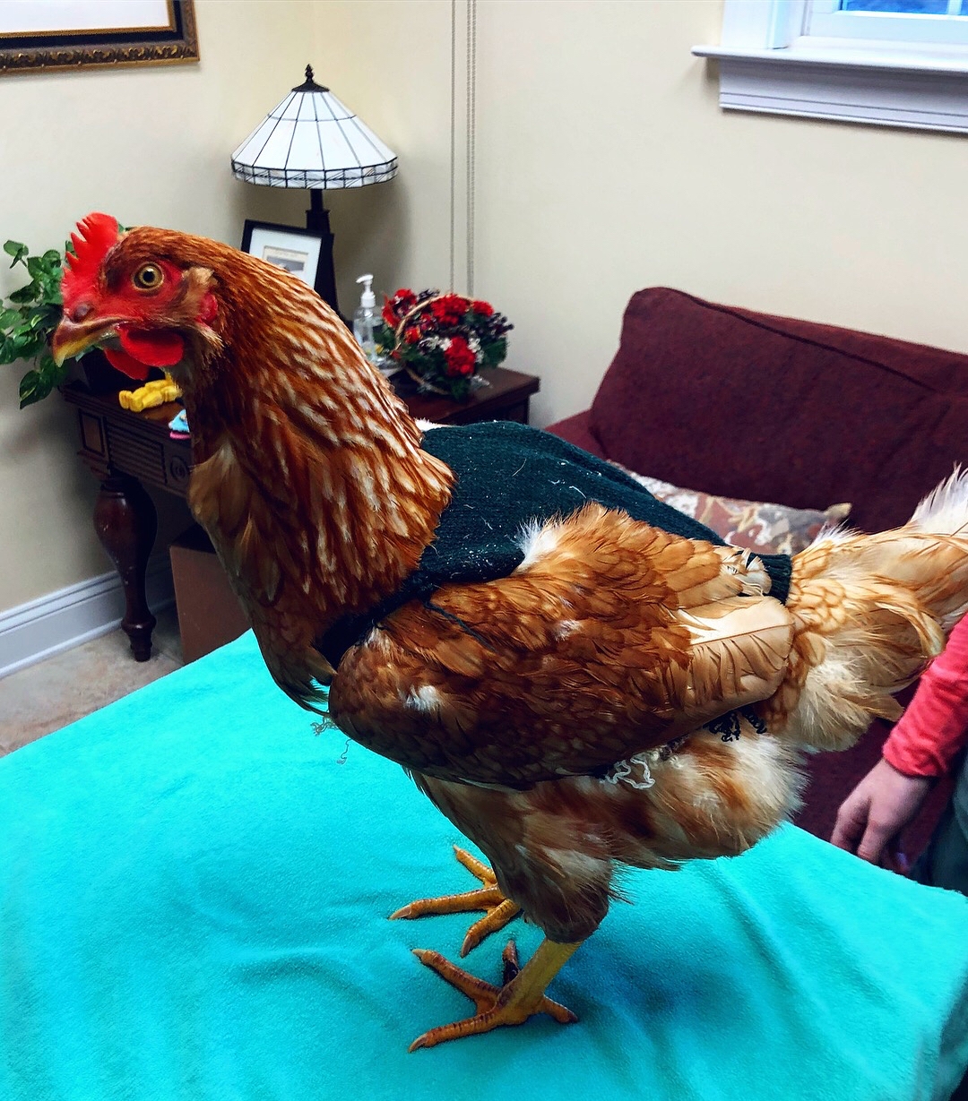 Goldie the Hen’s Predator Attack