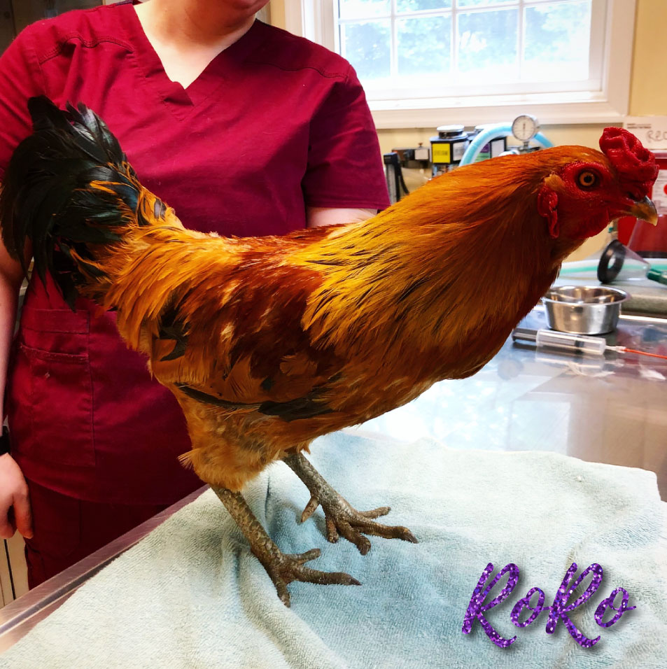 RoRo the Rooster’s Spur Trimming