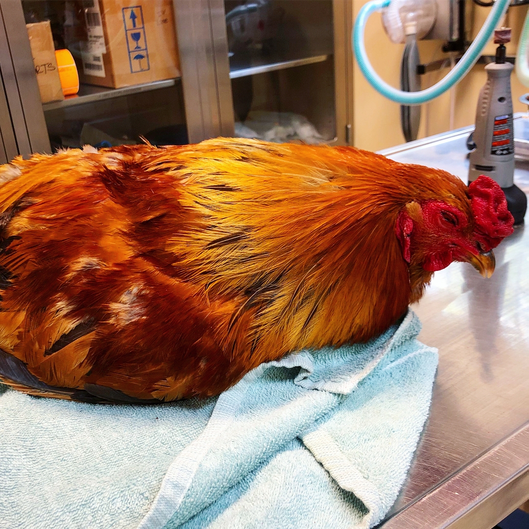 RoRo the Rooster’s Spur Trimming