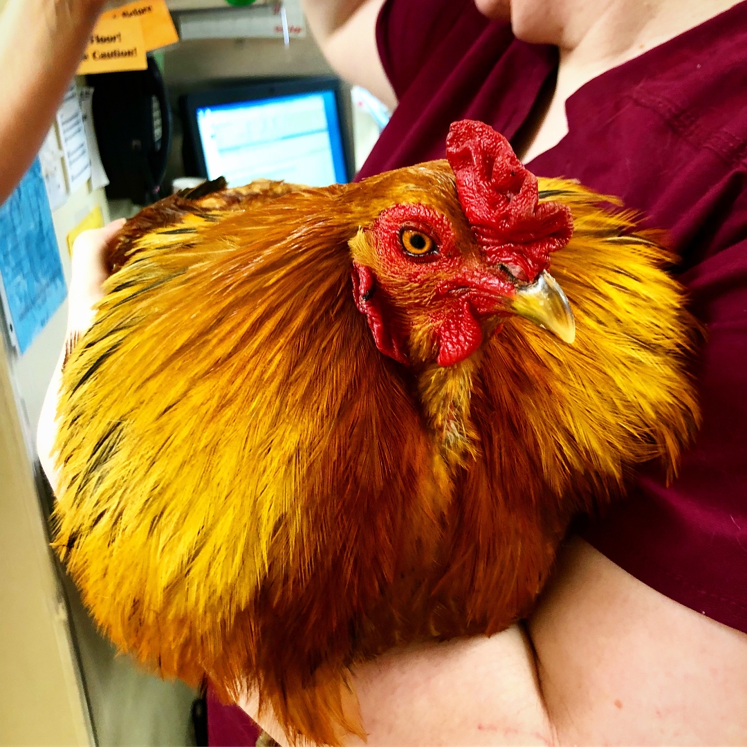 RoRo the Rooster’s Spur Trimming