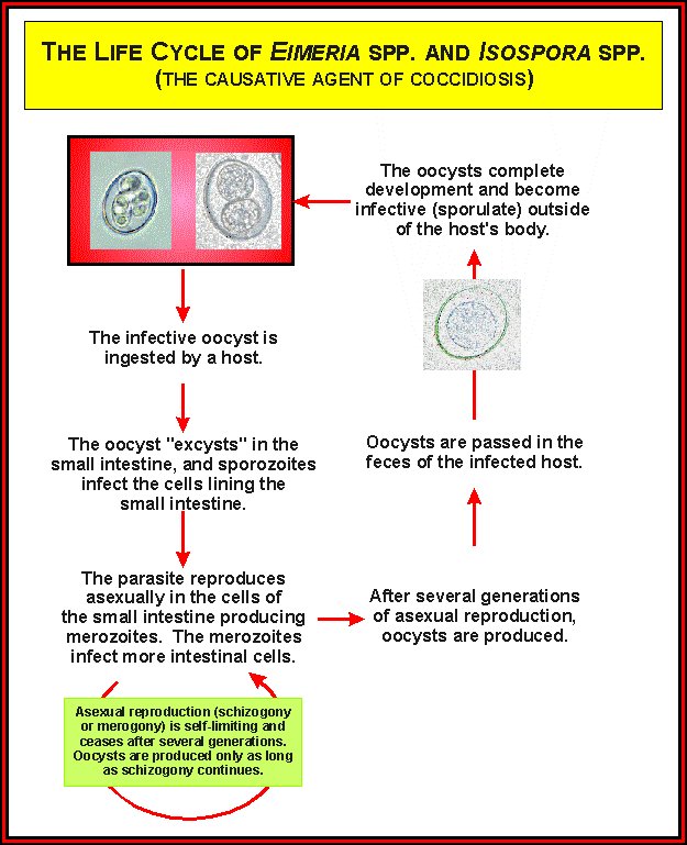 Coccidiosis Poultry Hub Australia