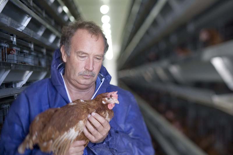 Nutrient requirements of egg laying chickens Poultry Hub Australia