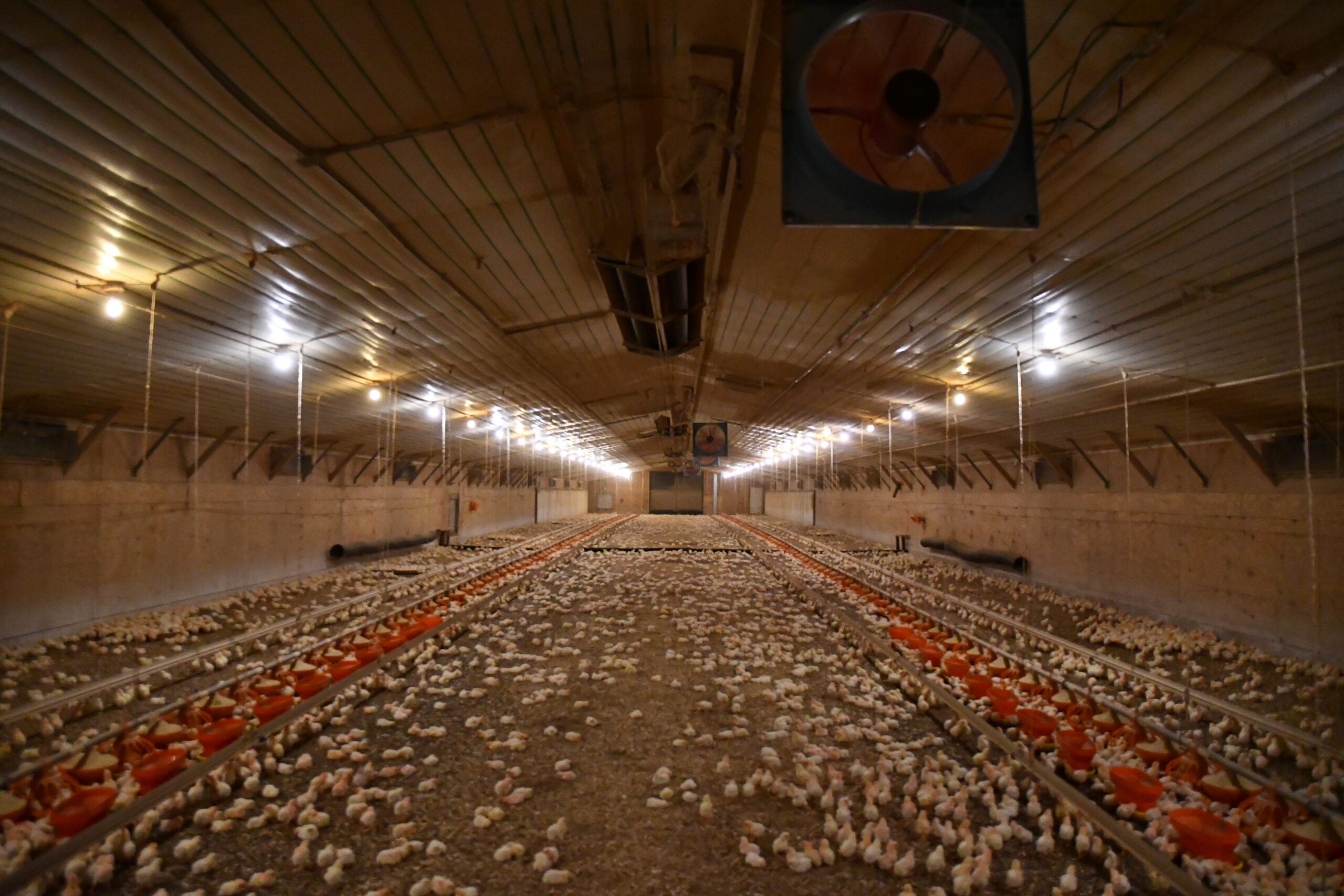 Department News UGA Poultry House Environmental Management and Energy